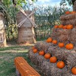 В Варшаве пройдет Повсинский День тыквы: тыквы в обмен на старую электронику